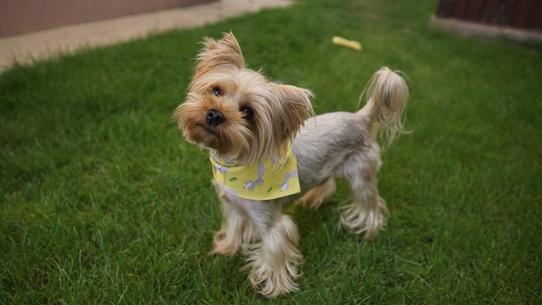 Yorkshire Terrier - un câine mare într-un corp mic