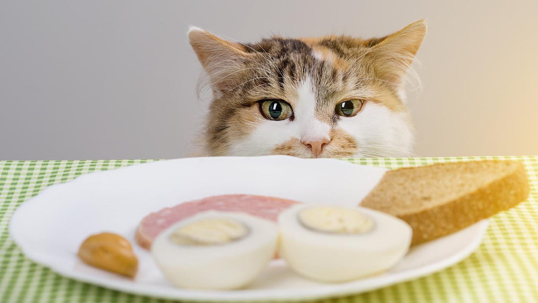 Alimente toxice pentru pisici