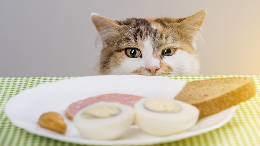 Alimente toxice pentru pisici