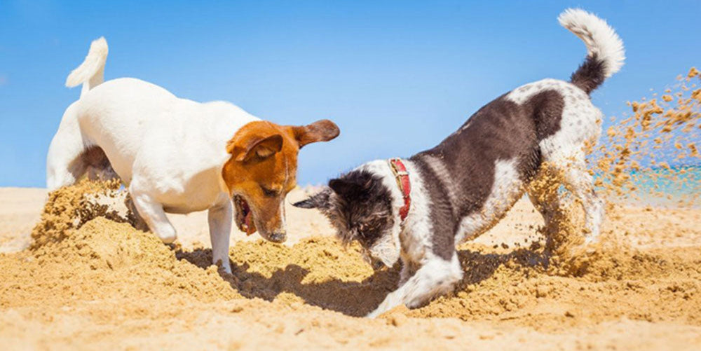 De ce sapă câinii gropi?